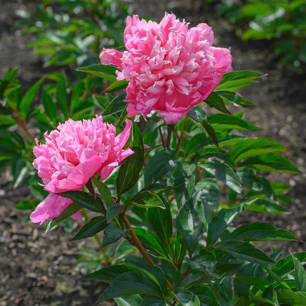 Peony 'Edulis Superba'