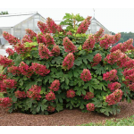 Hydrangeas