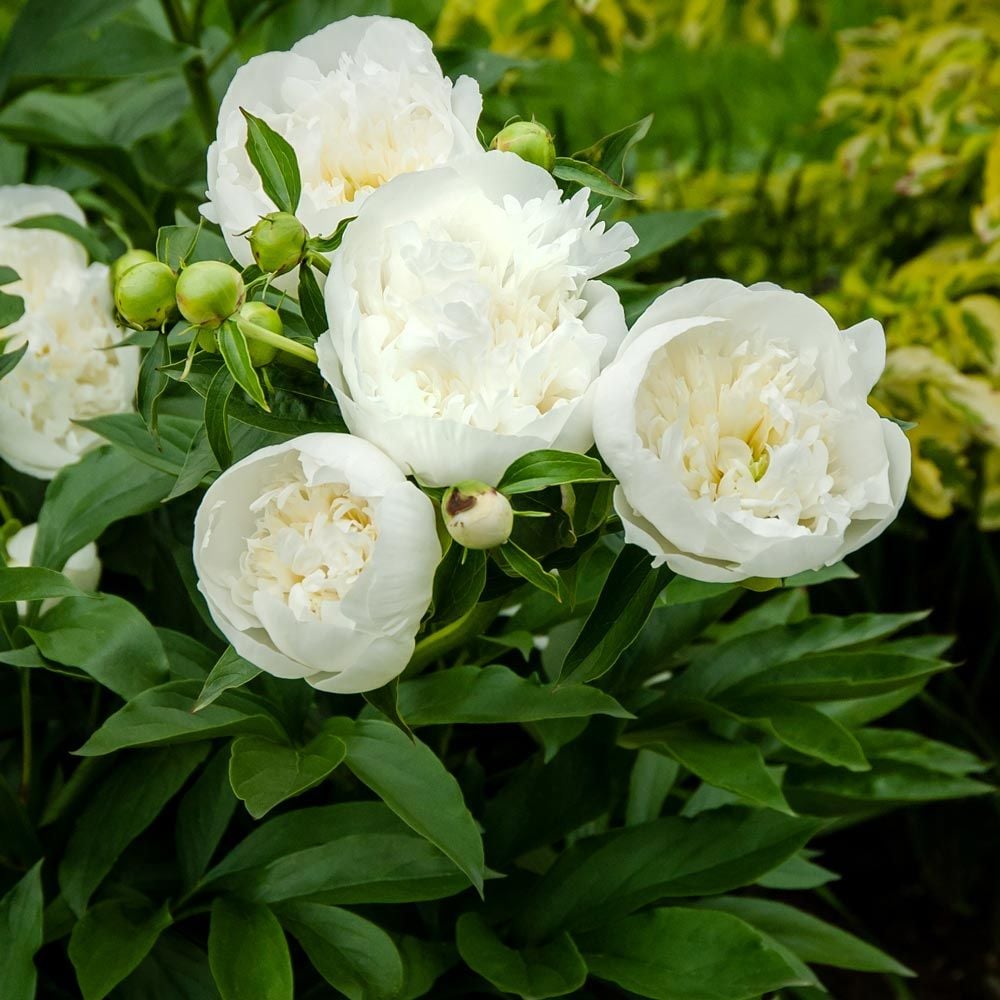 Paeonia Duchesse De Nemours White Flower Farm