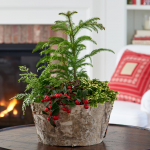  Holiday Dish Garden Kit