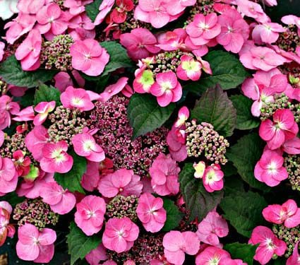Hydrangea serrata Tuff Stuff™ | White Flower Farm