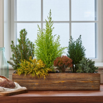  Indoor Evergreen Garden