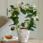  Stephanotis in 5