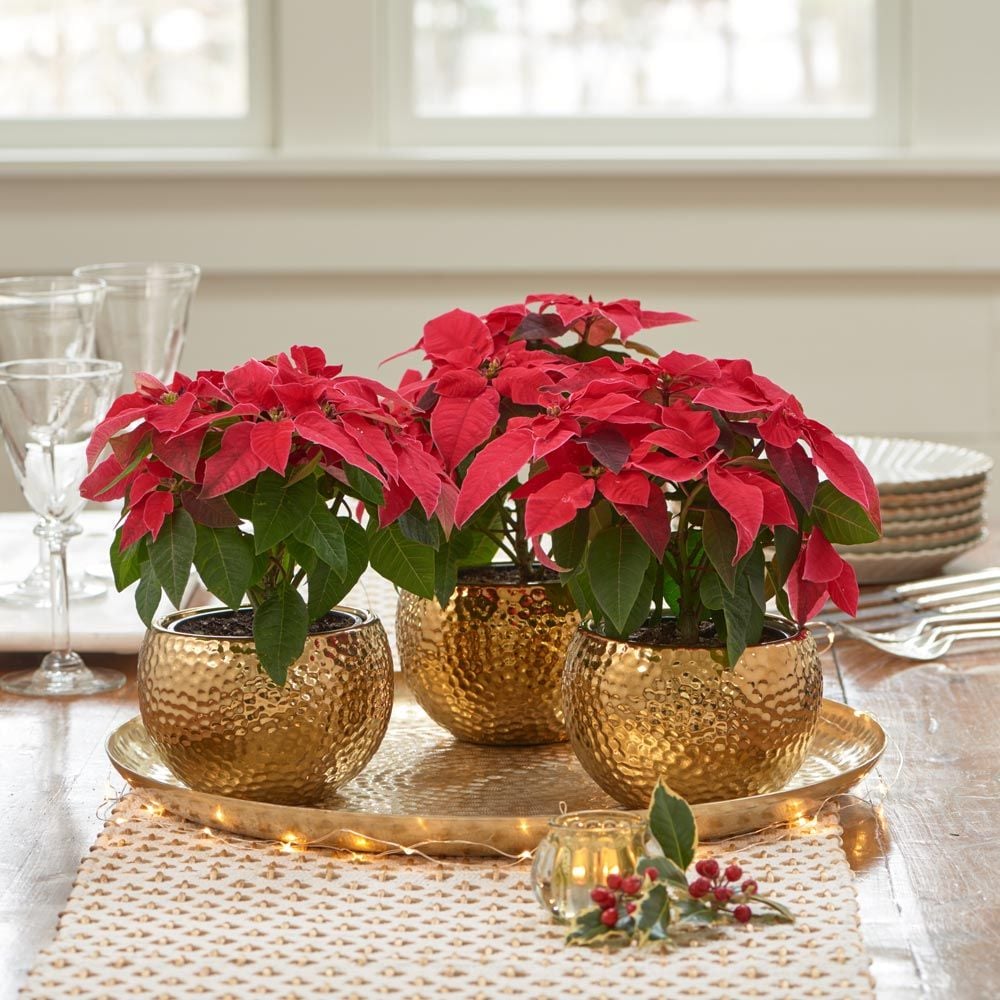 Trio of Red Poinsettias in golden cachepots