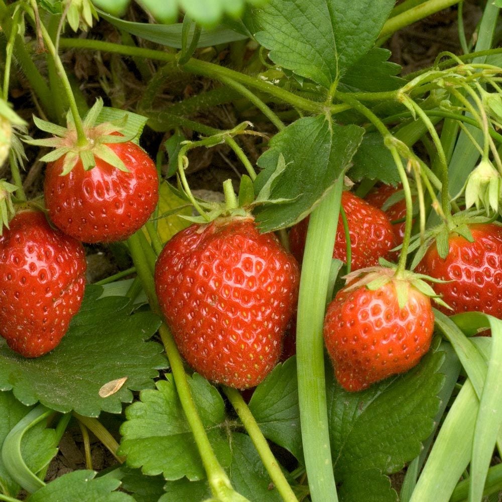 Mulching Strawberry Plants with Straw for Winter