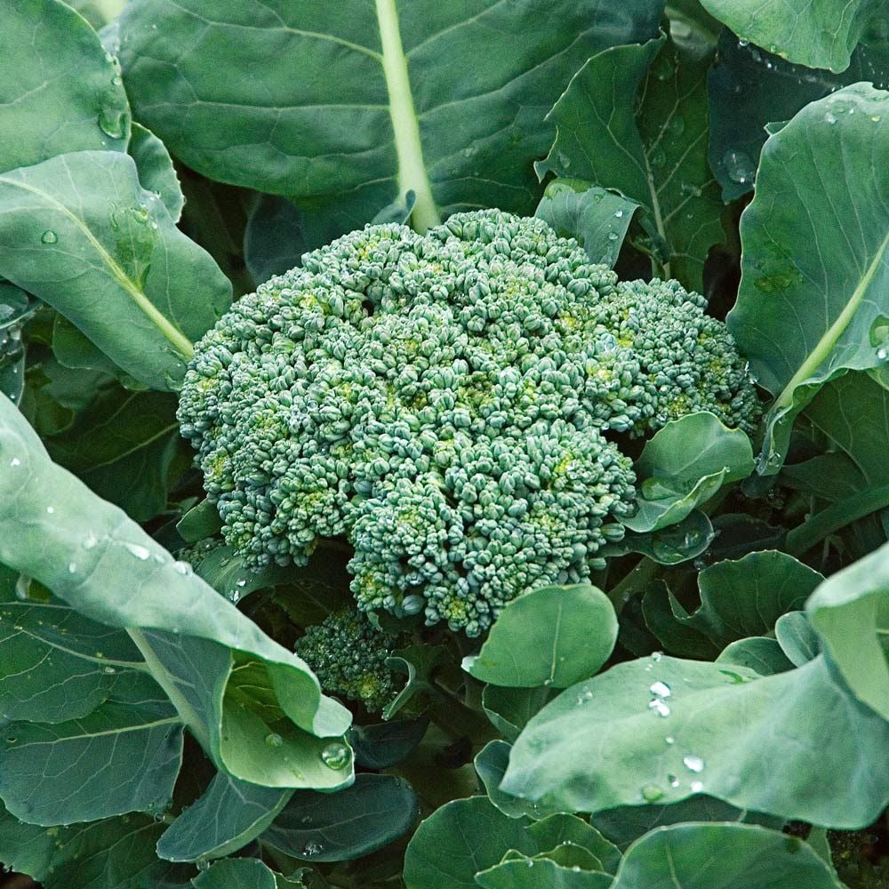 Broccoli Pacman White Flower Farm