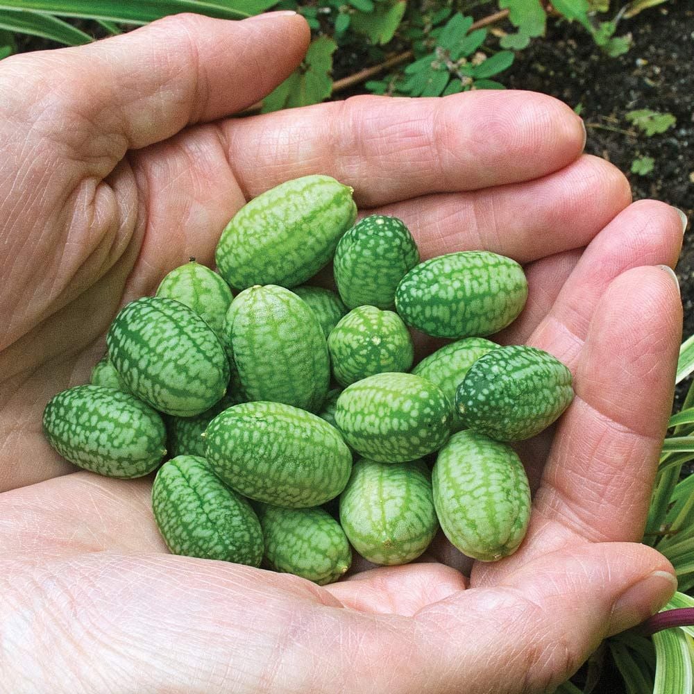 Cucamelon Mexican Sour Gherkin