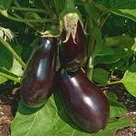  Eggplant 'Dusky'