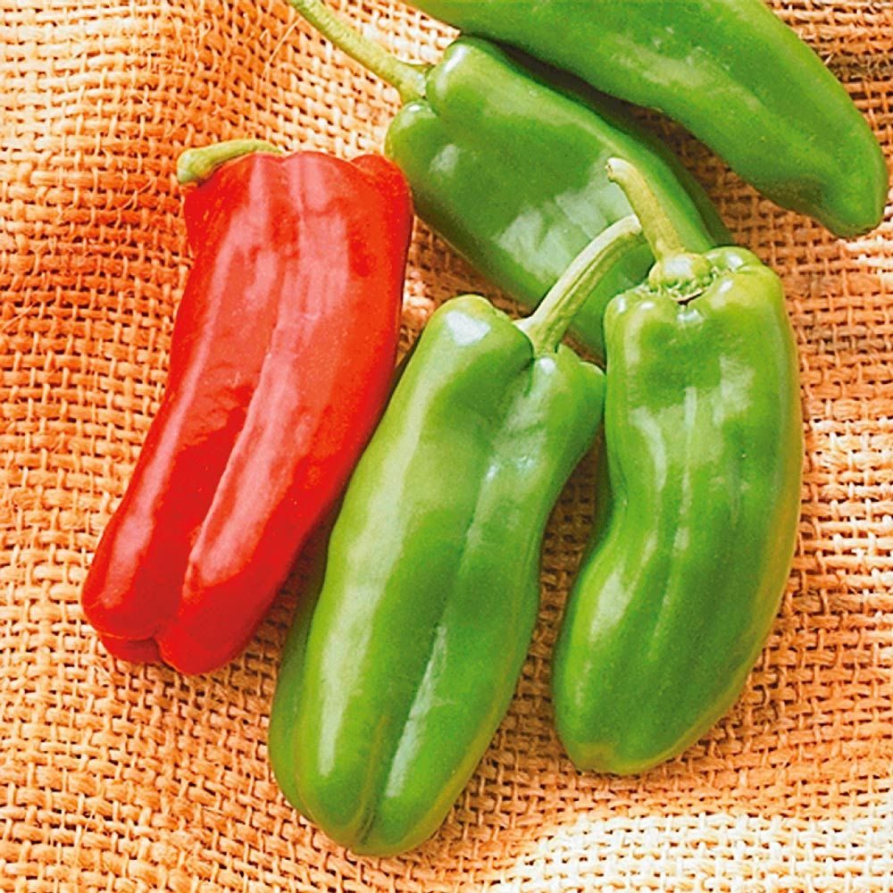 Sweet Pepper Giant Marconi