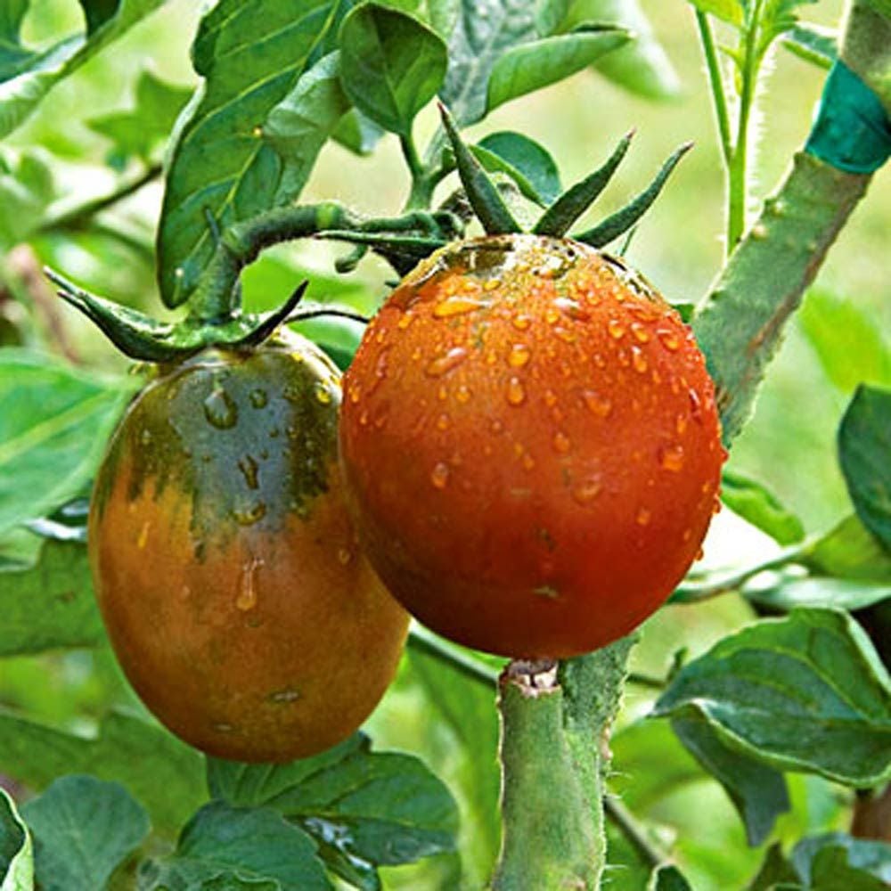 Tomato 'Brown Berry Cherry'