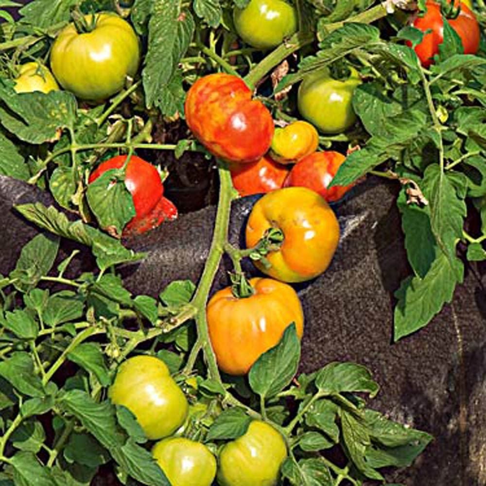 Live Plant Early Girl tomato Fit 4 bright color and good flavor tomatoes Determinate