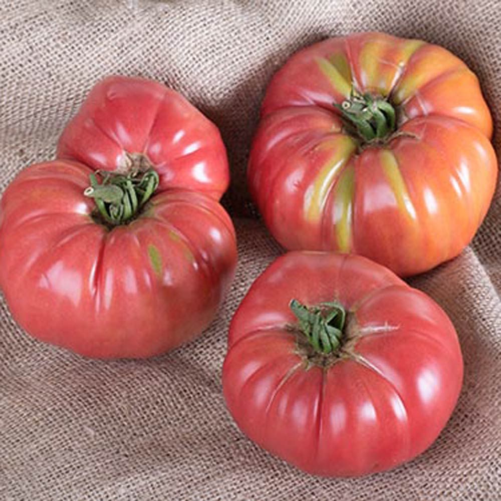 Tomato 'Chef's Choice Pink'