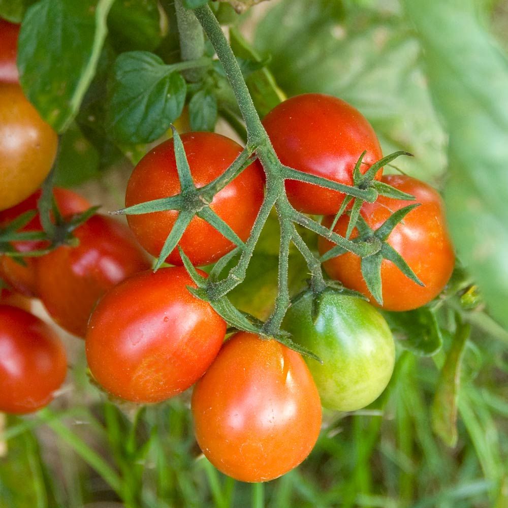 Tomato 'Grape'