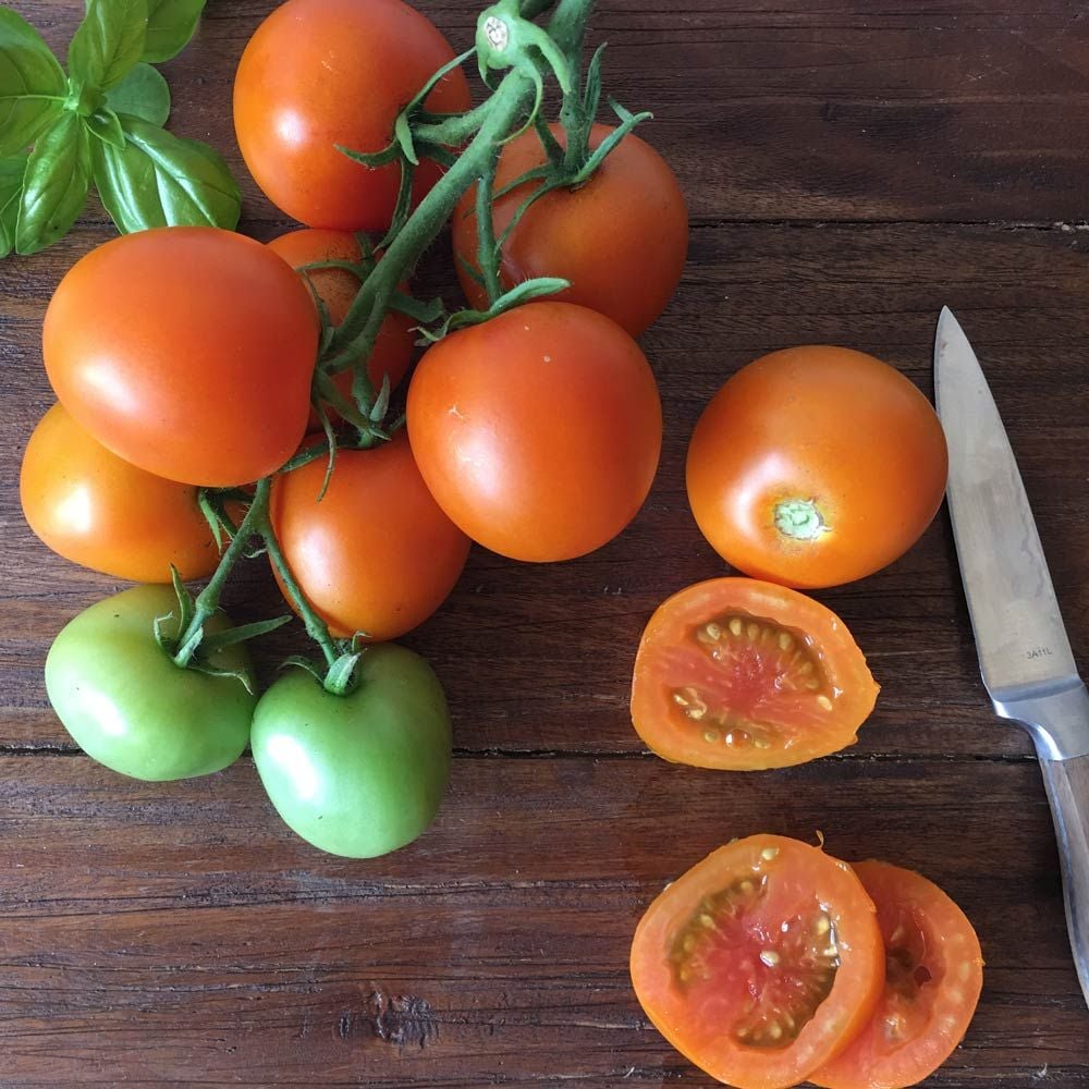 Tomato 'Jaune Flamme'