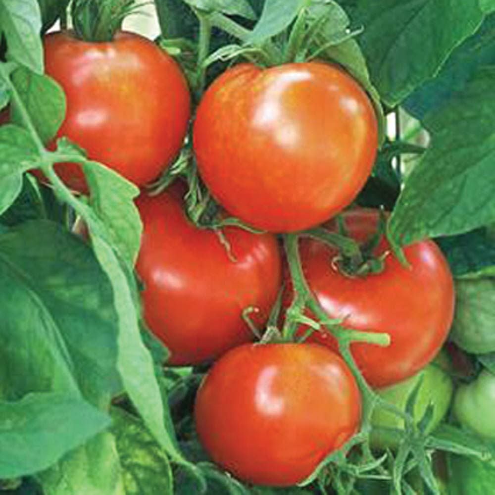 Tomato 'New Yorker'