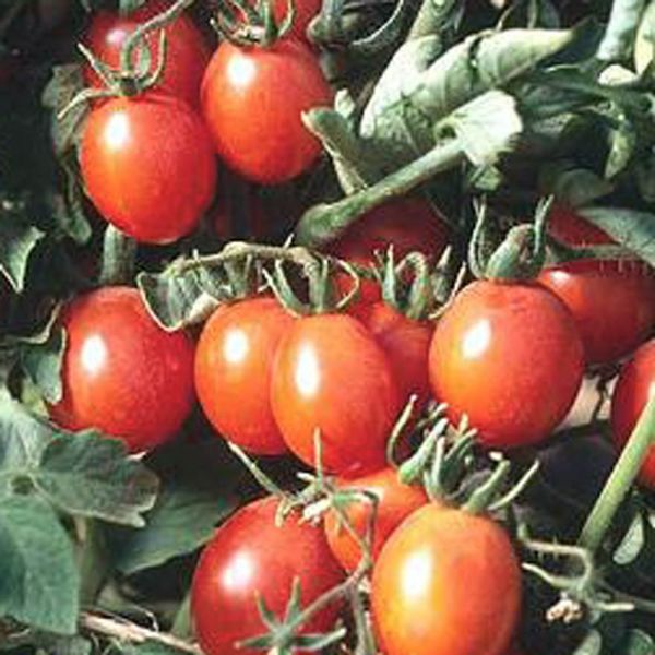Tomato 'Principe White Flower Farm
