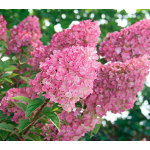  Hydrangea paniculata Strawberry Sundae®