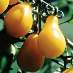  Tomato 'Yellow Pear'