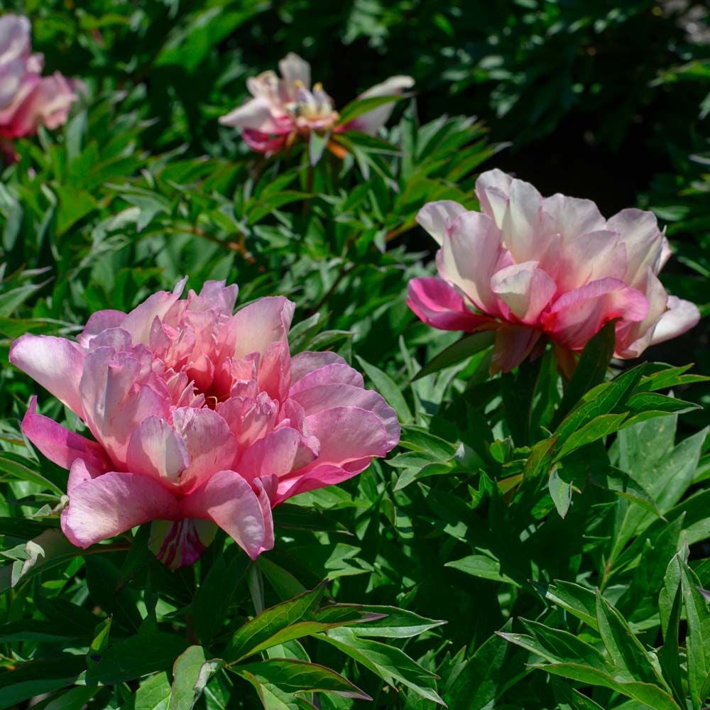 Peony 'Hillary' Itoh Peony White Flower Farm