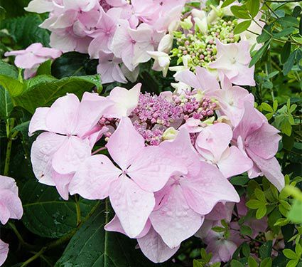 Hydrangea Macrophylla Let S Dance Diva 1 Gal Pot White Flower Farm