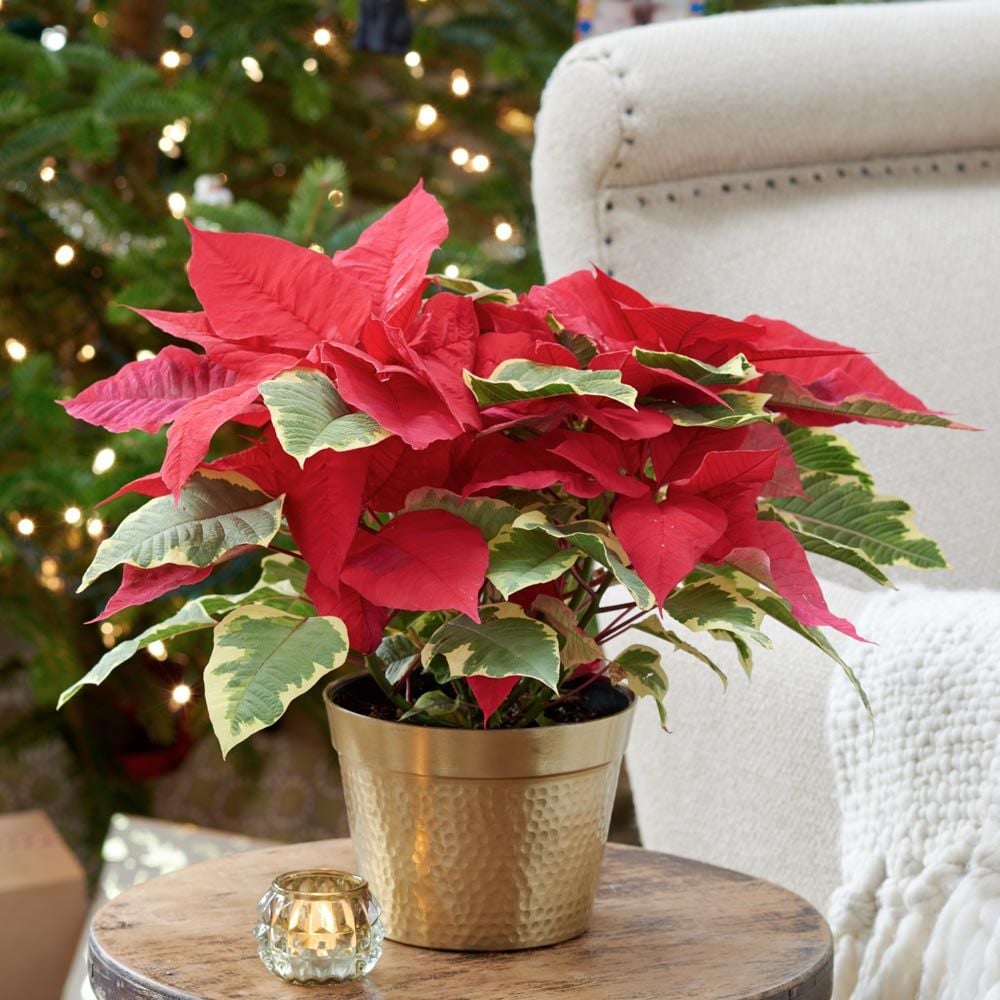 Poinsettia Tapestry in ceramic cachepot