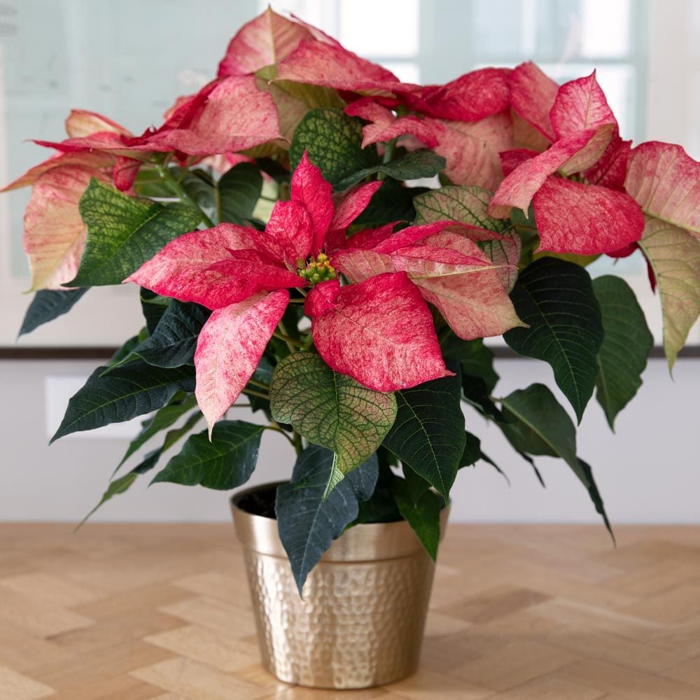Poinsettia Premium Picasso in gold-toned ceramic cachepot