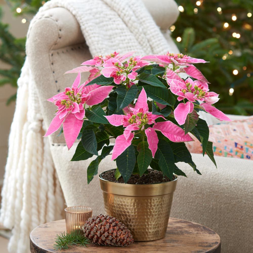 Poinsettia J'Adore Pink in gold-toned cachepot
