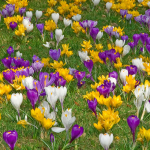  Route 63 Crocus Mix