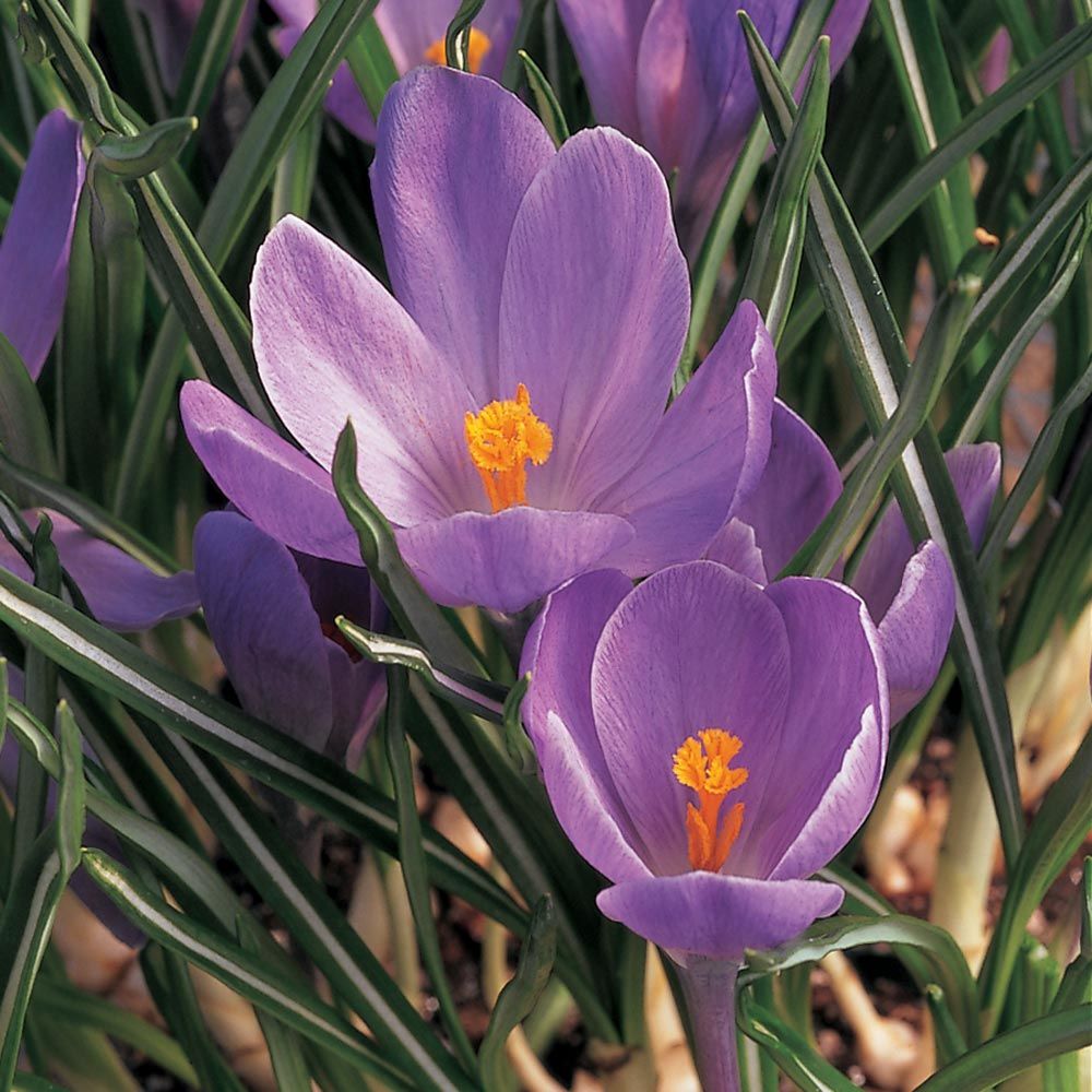Route 63 Crocus Mix | White Flower Farm