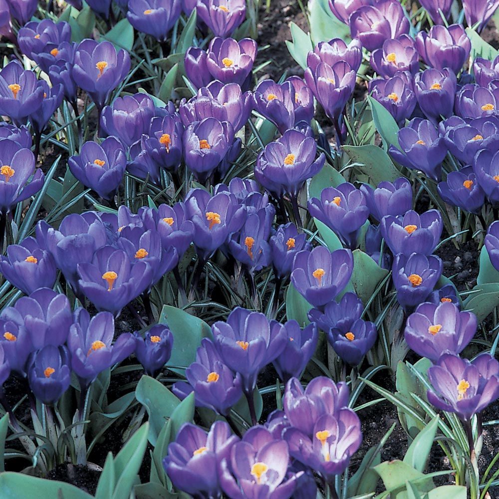 Crocus vernus 'Flower Record'