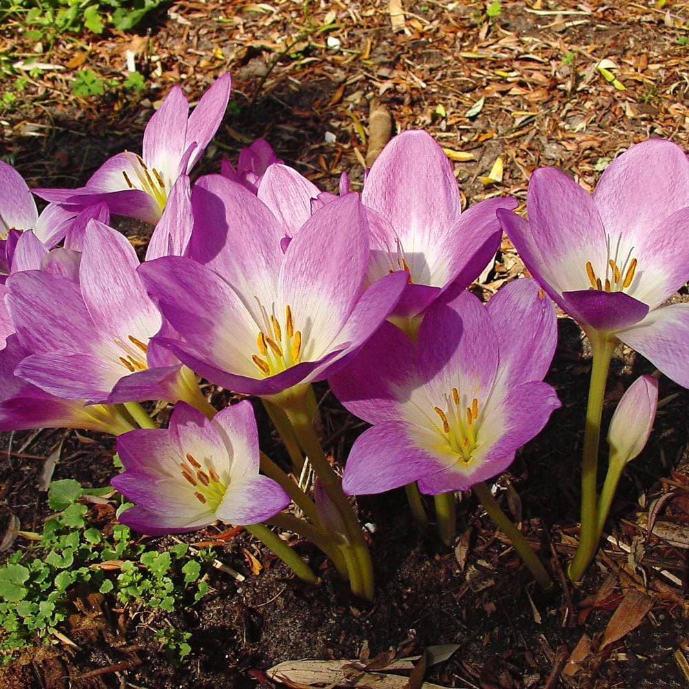 Colchicum 'Rosy Dawn'