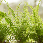  Compact Boston Fern