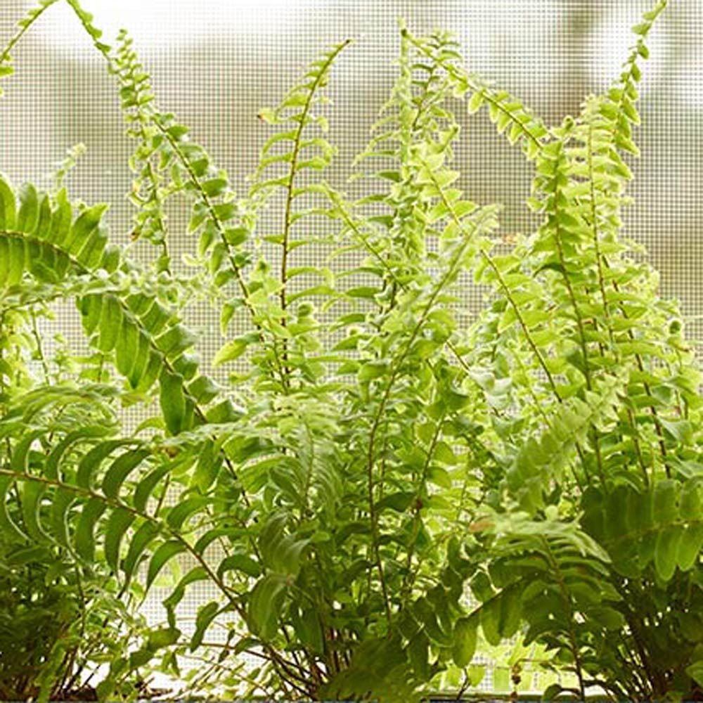 Compact Boston Fern