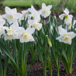  Narcissus 'Amos Pettingill'