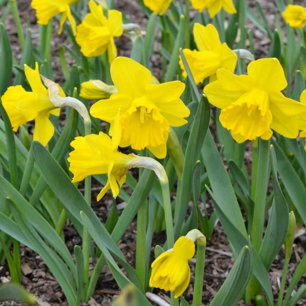 Narcissus 'Say Cheese'