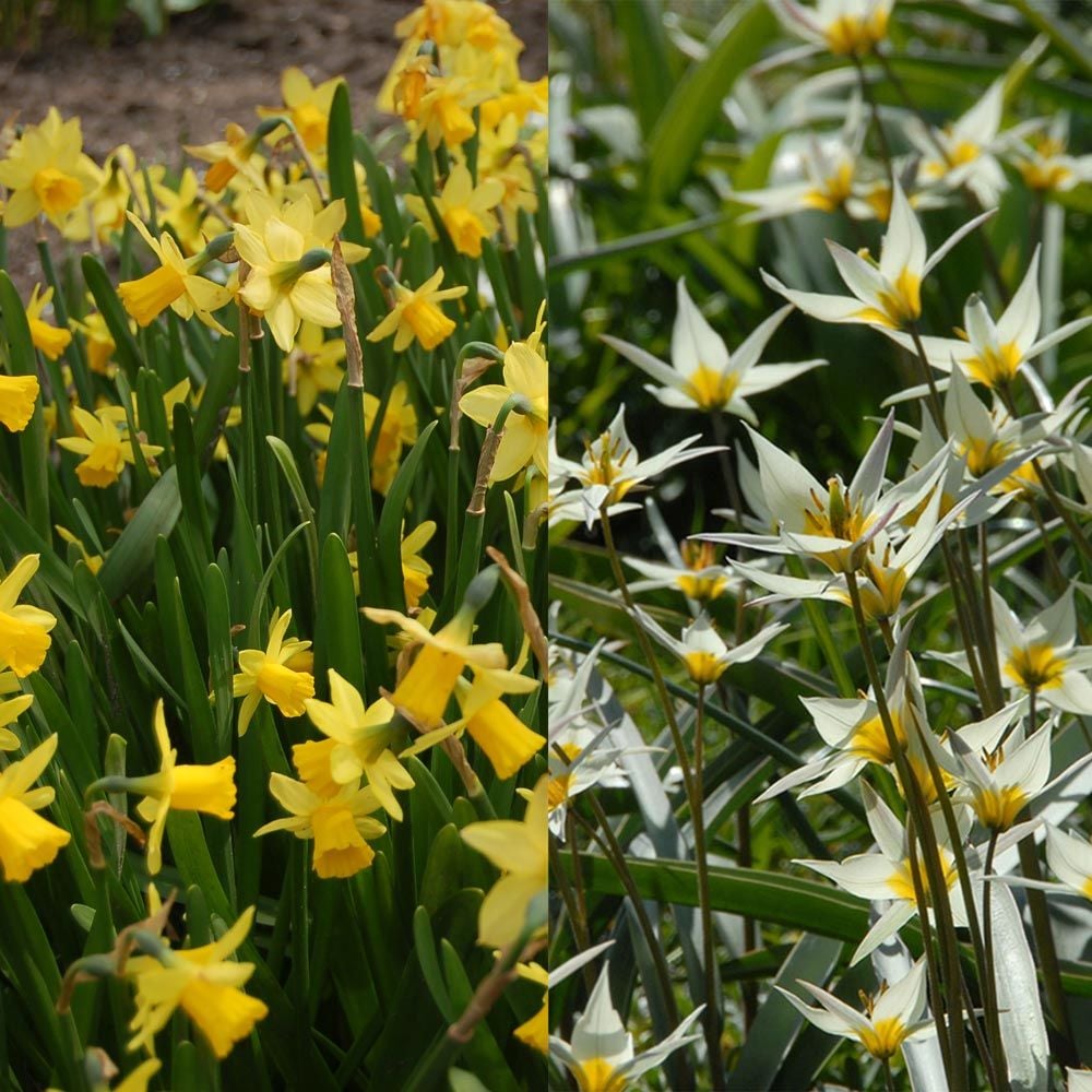 Little Stars of Spring Duo