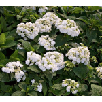  Hydrangea macrophylla 'Wedding Gown'