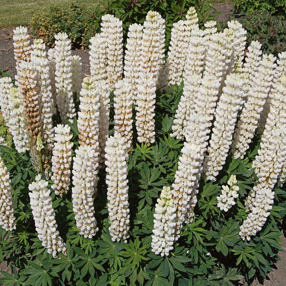 Lupinus 'Noble Maiden'