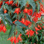  Begonia boliviensis Santa Cruz® Sunset