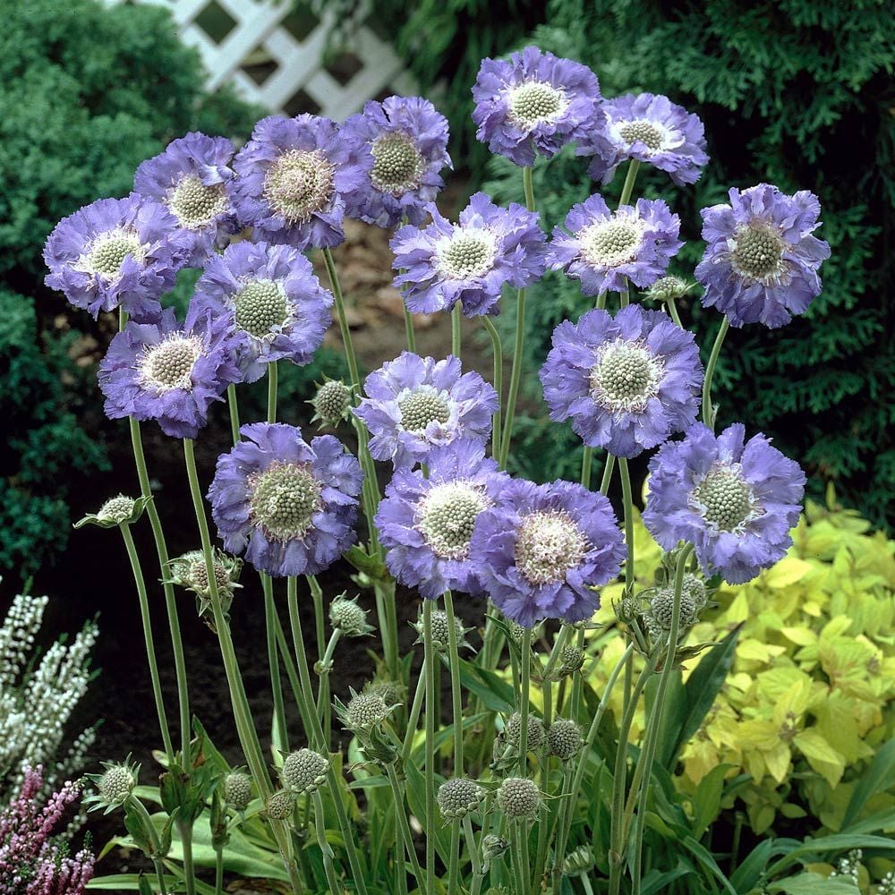 Scabiosa caucasica 'Fama'