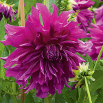  Dahlia 'Taiheijo'