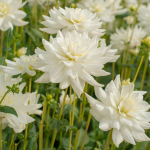 White Dahlias