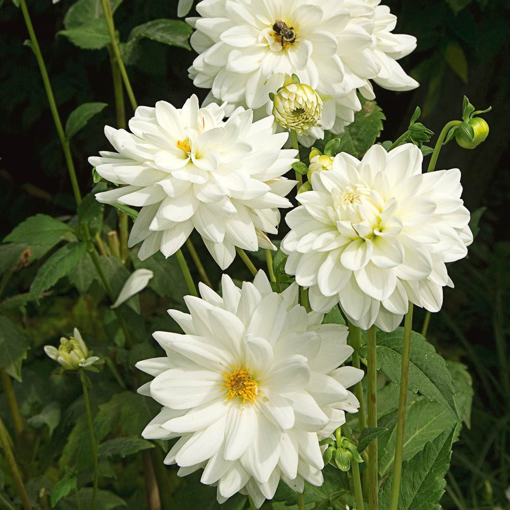 Dahlia 'Eternal Snow' White Flower Farm