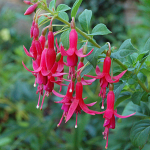  Fuchsia 'Rufus'