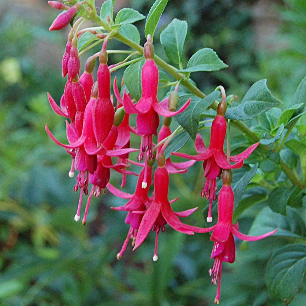 Fuchsia 'Rufus'