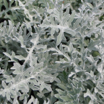  Centaurea cineraria 'Colchester White'
