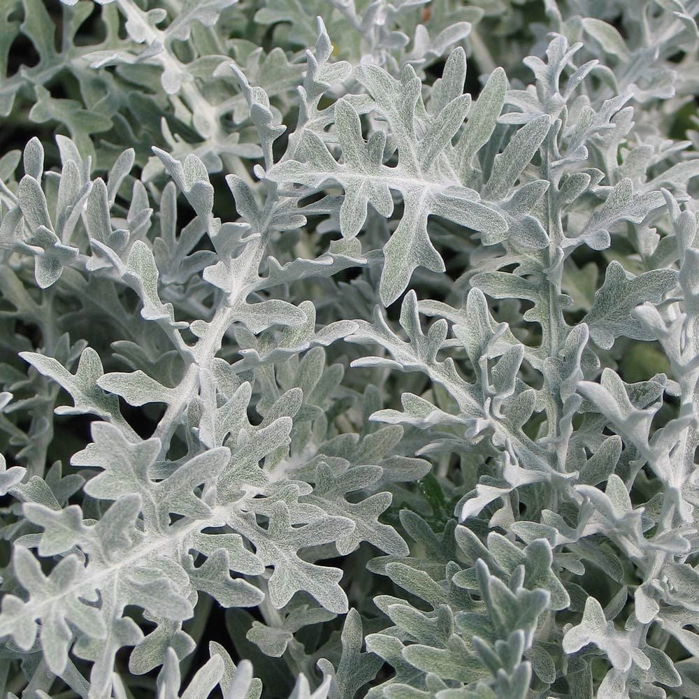 Centaurea cineraria 'Colchester White'