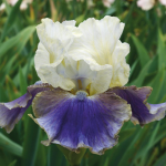  Iris germanica 'On Deck' - Reblooming
