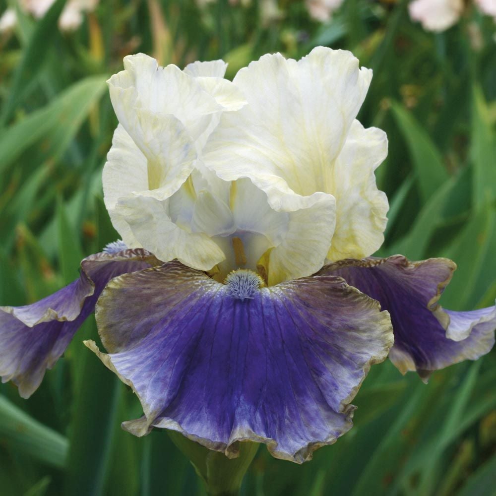 Iris germanica 'On Deck' - Reblooming