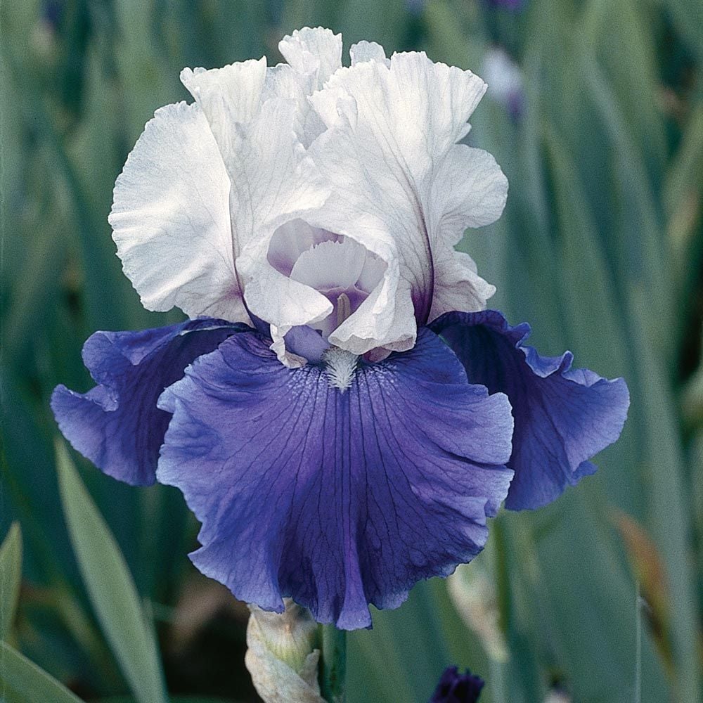 Iris germanica 'Mariposa Skies' - Reblooming